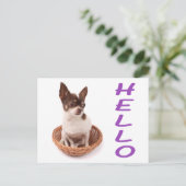 ハロー チワワ 子犬 ポストカード (スタンド正面)
