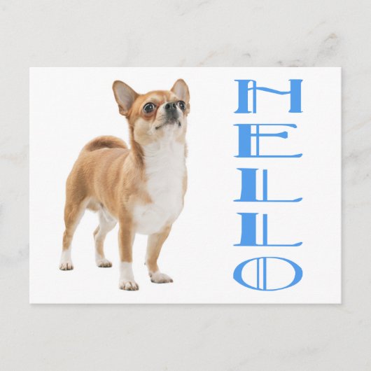 ハロー チワワ 子犬 ポストカード (正面)