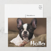 ハロー·ボストン·テリア·パ考えるピー·ドッグ ポストカード (正面/裏面)