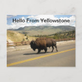 ハローfromイエローストーンはがき ポストカード (正面)