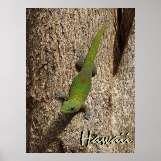 ハワイかわいいゲッコ屋外トロピカルポスター ポスター (正面)