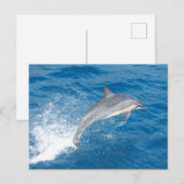 ハワイでのイルカのジャンプのアクションショット ポストカード (正面/裏面)