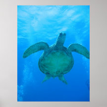 ハワイでウミガメと泳ぐポスター1