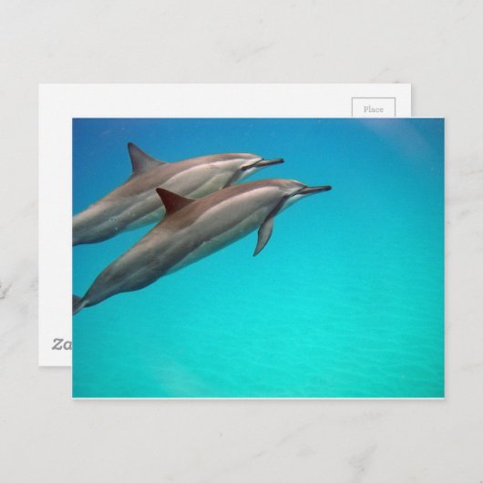 ハワイのイルカ ポストカード (正面/裏面)