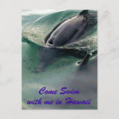 ハワイのイルカ ポストカード (正面)
