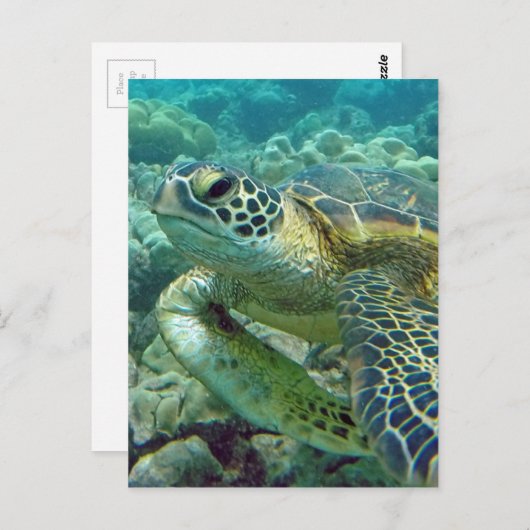 ハワイのウミガメ ポストカード (正面/裏面)