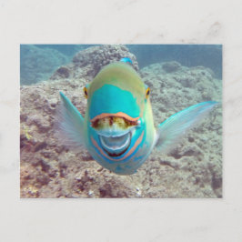 ハワイのオウムの魚 ポストカード