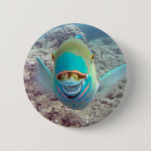 ハワイのオウムの魚 缶バッジ (正面)