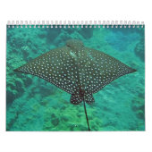 ハワイのオニイトマキエイ、ウナギおよびタコ カレンダー (カバー)