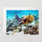 ハワイのカメの平和と喜び ポストカード (正面/裏面)