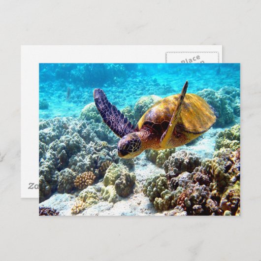 ハワイのカメの平和と喜び ポストカード (正面/裏面)