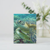 ハワイのカメ ポストカード (スタンド正面)