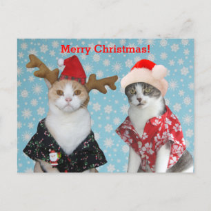 ハワイのクリスマスのワイシャツのおもしろいな猫 シーズンポストカード