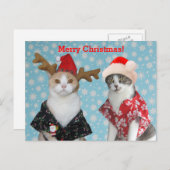 ハワイのクリスマスのワイシャツのおもしろいな猫 シーズンポストカード (正面/裏面)