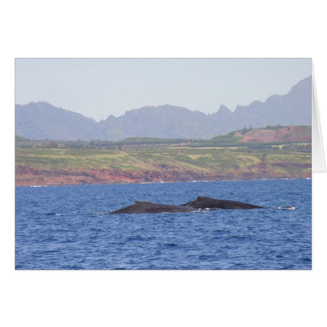 ハワイのザトウクジラ (正面横)