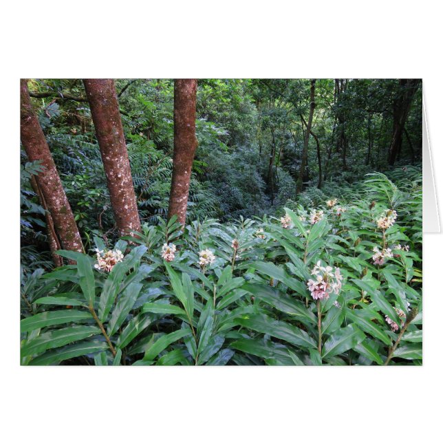 ハワイのショウガ (正面横)