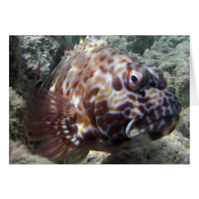 ハワイのタカの魚 (正面横)
