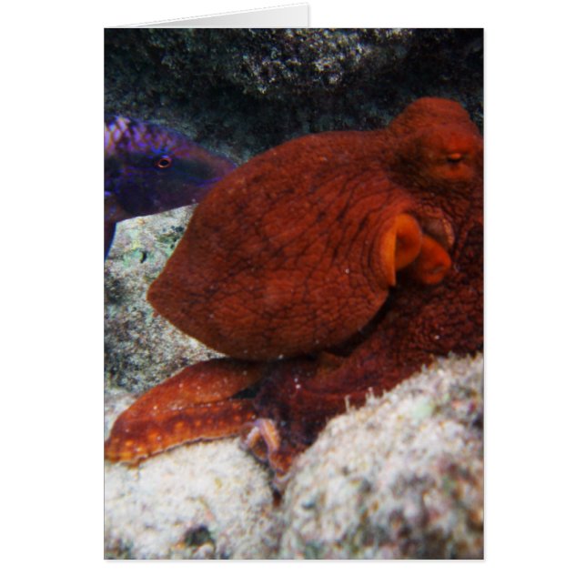 ハワイのタコ (正面)