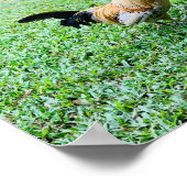 ハワイのチキンヘン写真 ポスター (角)