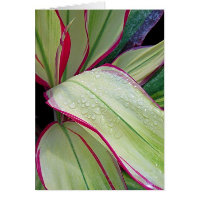 ハワイのチタニウムの植物 (正面)