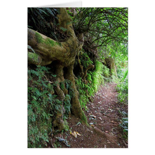 ハワイのハイキングコース (正面)