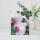 ハワイのハーデニウム ポストカード (スタンド正面)