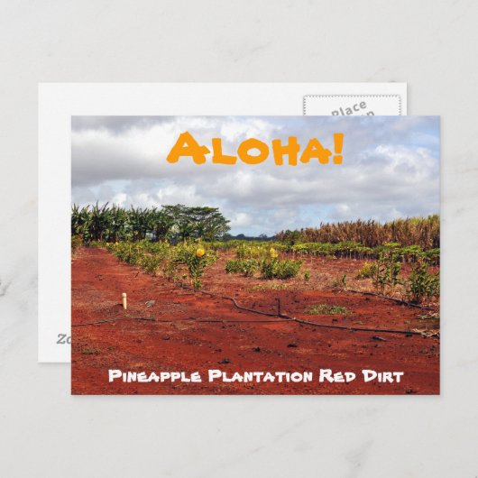 ハワイのパイナップル農園のポストカード ポストカード (正面/裏面)