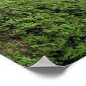 ハワイのヒロ近郊の滝 ポスター (角)