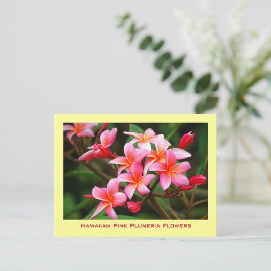 ハワイのピンクのプルメリアの花、マウイ ポストカード (スタンド正面)