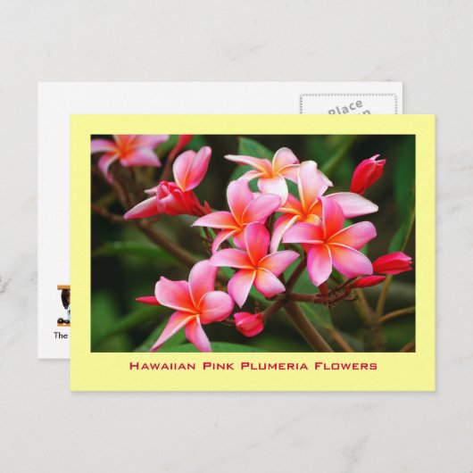 ハワイのピンクのプルメリアの花、マウイ ポストカード (正面/裏面)