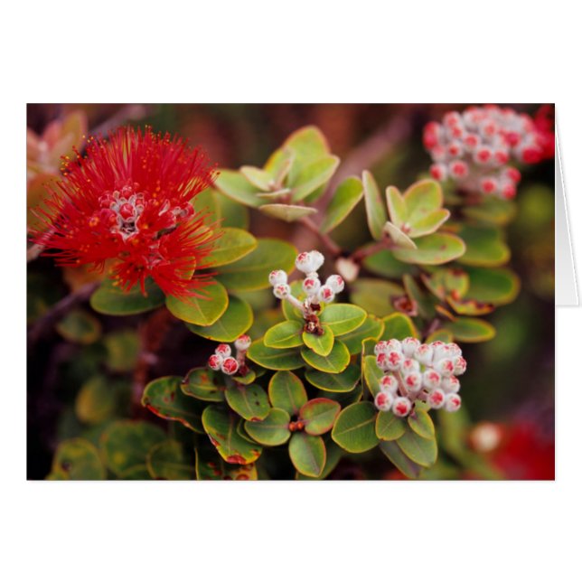 ハワイの火山のレフアの花 (正面横)