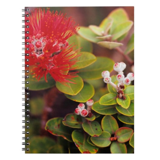 ハワイの火山のレフアの花 ノートブック (正面)