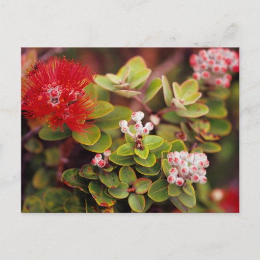 ハワイの火山のレフアの花 ポストカード (正面)