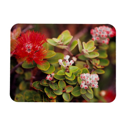 ハワイの火山のレフアの花 マグネット (横)
