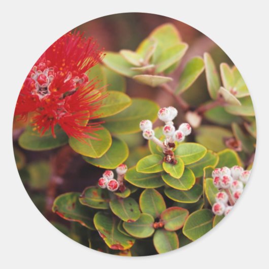 ハワイの火山のレフアの花 ラウンドシール (正面)