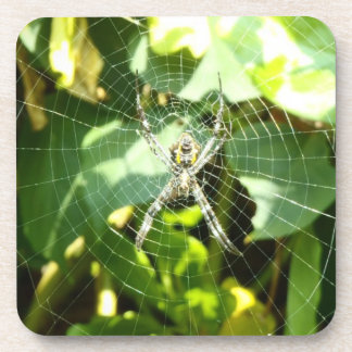 ハワイの熱帯スパイダーウェブコースター コースター
