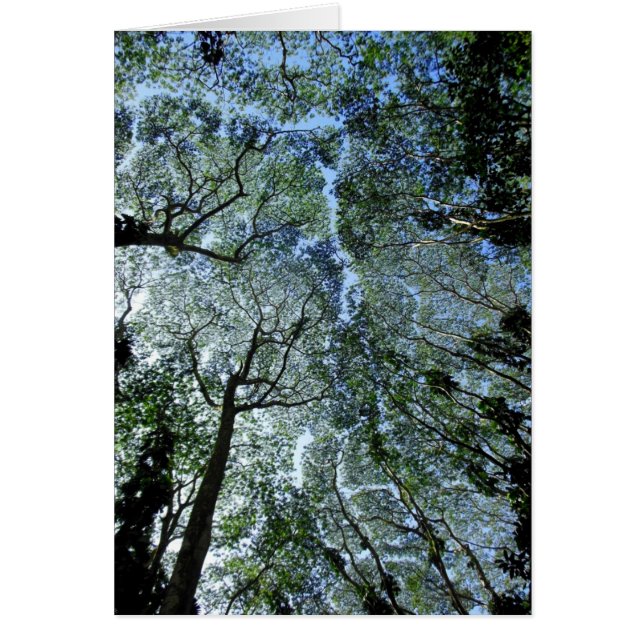 ハワイの熱帯雨林のおおい (正面)