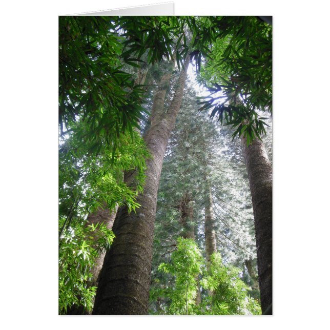 ハワイの熱帯雨林 (正面)