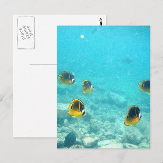 ハワイの熱帯魚 ポストカード (正面/裏面)