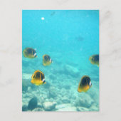ハワイの熱帯魚 ポストカード (正面)