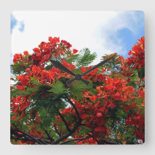 ハワイの王室のなPoincianaの花盛りの木 スクエア壁時計 (正面)
