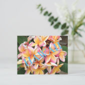 ハワイの花 ポストカード (スタンド正面)