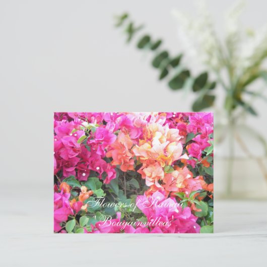 ハワイの花 ポストカード (スタンド正面)