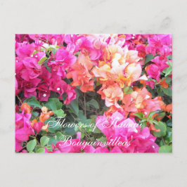 ハワイの花 ポストカード