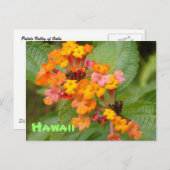 ハワイの花 ポストカード (正面/裏面)