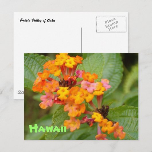 ハワイの花 ポストカード (正面/裏面)
