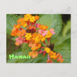 ハワイの花 ポストカード