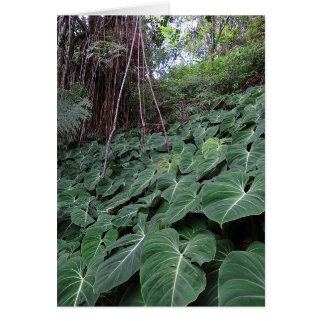 ハワイの雨林 (正面)