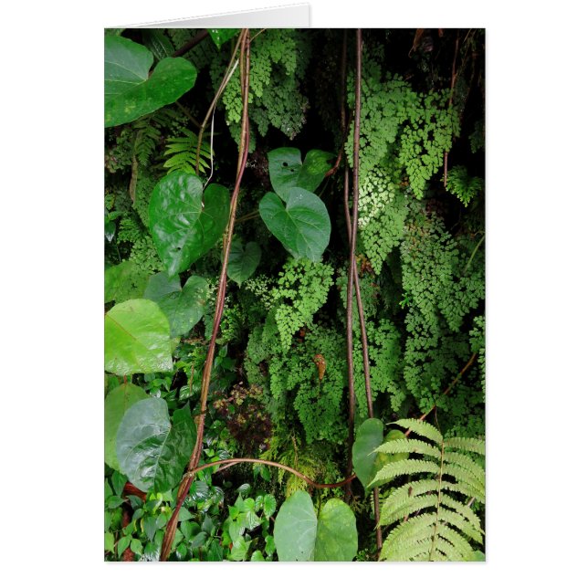 ハワイの雨林 (正面)