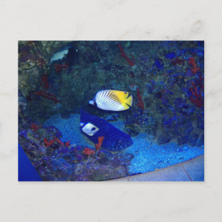 ハワイの魚 ポストカード